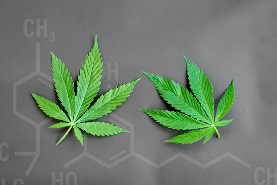 Cbd vs thc Oil: Understanding the Differences and Benefits